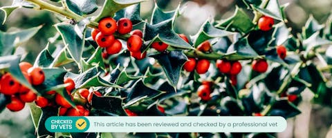 Are holly trees poisonous to deals dogs